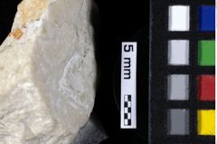 Foto (Detailansicht) von Cracensigillatus prolatus (Robins et al., 2014) (NHMW-GEO-1990-0041-0196)